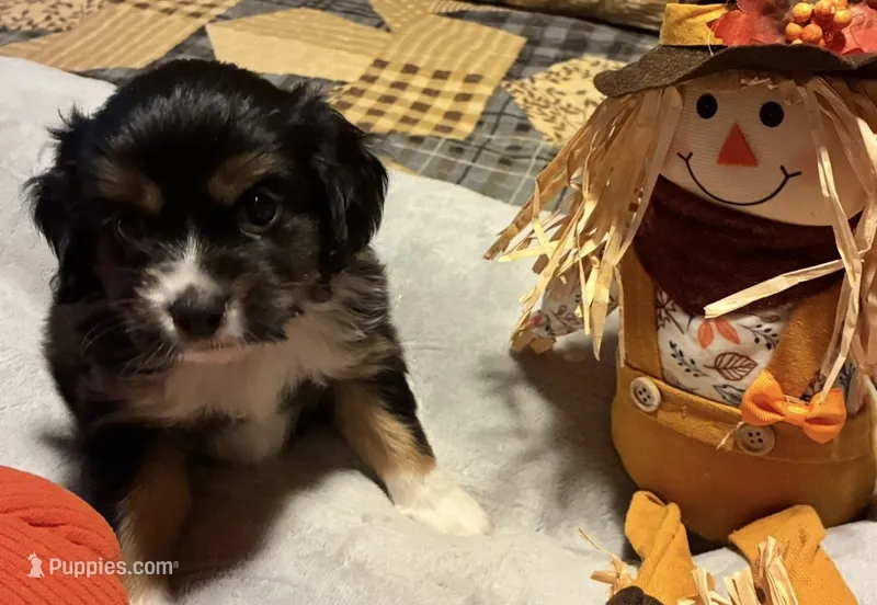 Max  – Aussalier puppy for sale in Picayune, MS