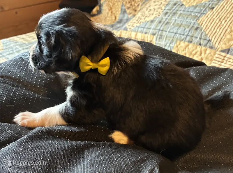Prince – Aussalier puppy for sale in Picayune, MS