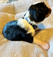 Cooper, a male Aussalier for sale in Picayune, MS – 2 of 5