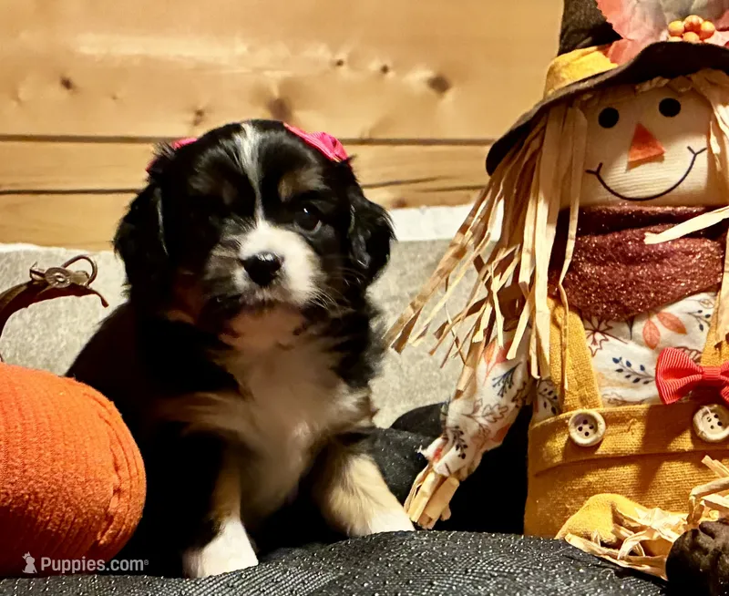 Mimi – Aussalier puppy for sale in Picayune, MS