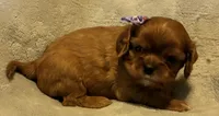 Amberli, a female Cavalier King Charles Spaniel for sale in Picayune, MS – 2 of 5