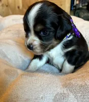 Oreo, a male Aussalier for sale in Picayune, MS – 1 of 5