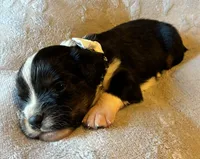 Shadow, a male Aussalier for sale in Picayune, MS – 2 of 5