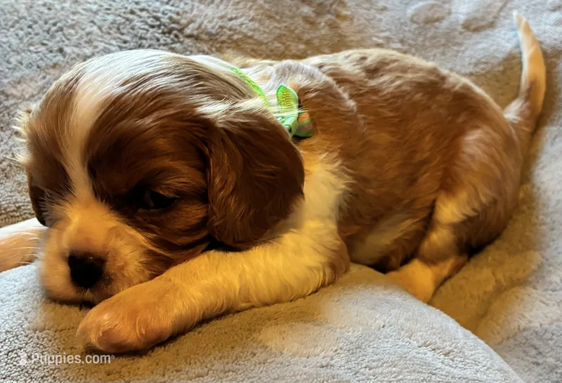 Jasper Jr. (J.J.) – Cavalier King Charles Spaniel puppy for sale in Picayune, MS