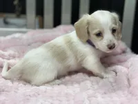 Blondie~ purple, a female Miniature Dachshund for sale in Nashville, AR – 1 of 3