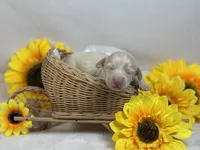 Cream female, a female Miniature Dachshund for sale in Nashville, AR – 2 of 2