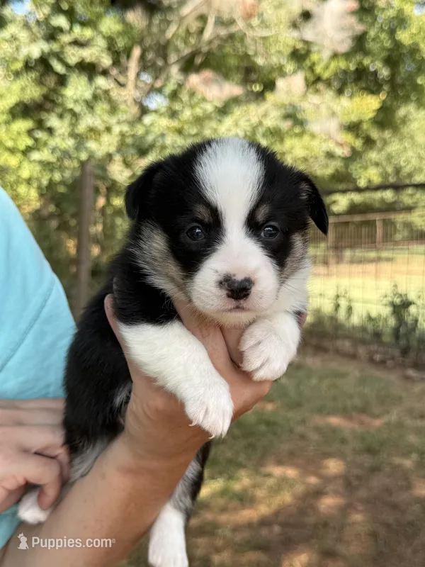 Betsy  – Cardigan Welsh Corgi, Pembroke Welsh Corgi puppy for sale in Nashville, AR