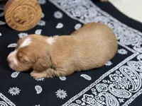 Dark cream - Blaze, a male Miniature Dachshund for sale in Nashville, AR – 6 of 6