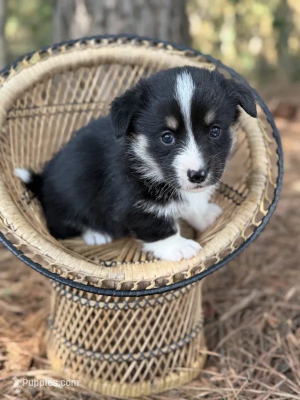Full tail  – Cardigan Welsh Corgi, Pembroke Welsh Corgi puppy for sale in Nashville, AR