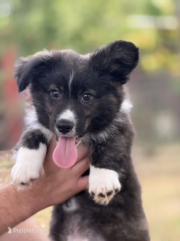 Brindle fluff  – Cardigan Welsh Corgi, Pembroke Welsh Corgi puppy for sale in Nashville, AR
