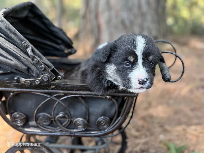 Full tail  – Cardigan Welsh Corgi, Pembroke Welsh Corgi puppy for sale in Nashville, AR
