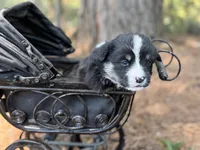 Full tail , a female Cardigan Welsh Corgi and Pembroke Welsh Corgi for sale in Nashville, AR – 3 of 8