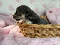 Full tail bluie, a female Cardigan Welsh Corgi and Pembroke Welsh Corgi for sale in Nashville, AR – 4 of 5