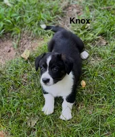 Knox, a male Cardigan Welsh Corgi for sale in Nashville, AR – 4 of 10