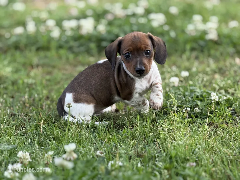 Shorty – Miniature Dachshund puppy for sale in Nashville, AR
