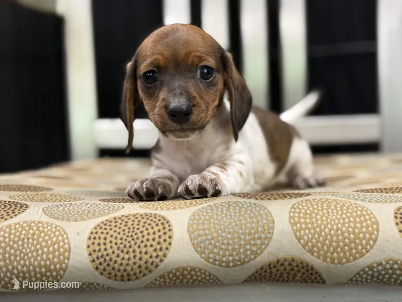 Shorty – Miniature Dachshund puppy for sale in Nashville, AR