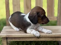 Shorty, a male Miniature Dachshund for sale in Nashville, AR – Photo 4 of 4