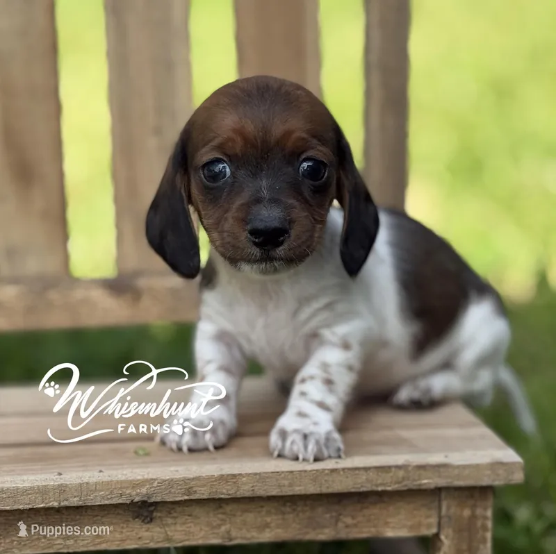 Shorty – Miniature Dachshund puppy for sale in Nashville, AR