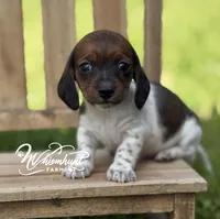 Shorty, a male Miniature Dachshund for sale in Nashville, AR – Photo 1 of 4