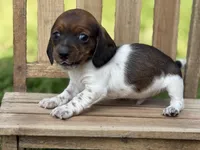 Shorty, a male Miniature Dachshund for sale in Nashville, AR – Photo 3 of 4