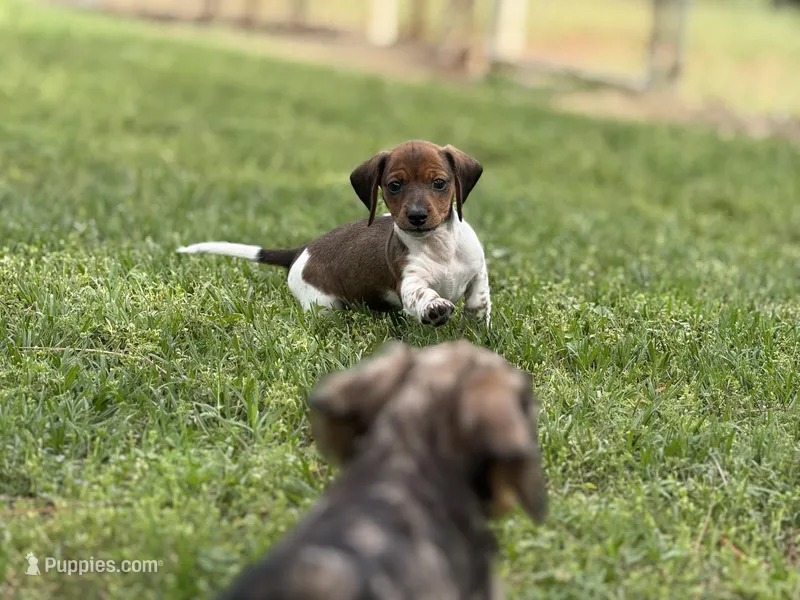 Shorty – Miniature Dachshund puppy on hold in Nashville, AR