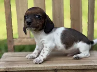 Shorty, a male Miniature Dachshund for sale in Nashville, AR – Photo 2 of 4