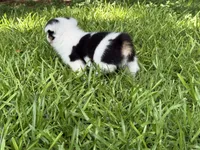 Mismark girl, a female Pembroke Welsh Corgi for sale in Nashville, AR – 3 of 6