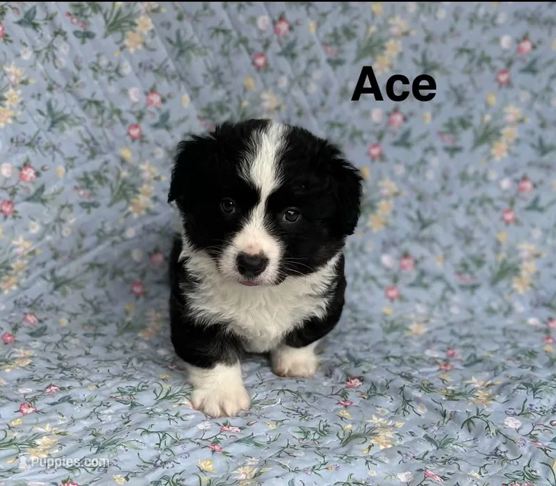Ace- Fluffy – Cardigan Welsh Corgi puppy for sale in Nashville, AR