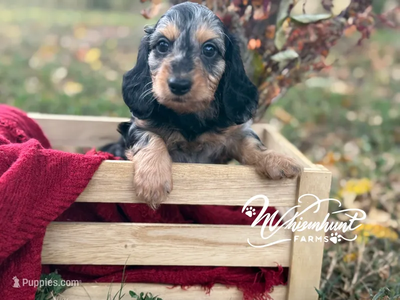 Silky dapple  – Miniature Dachshund puppy for sale in Nashville, AR