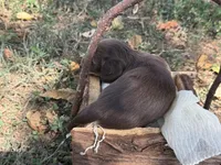Chocolate girl , a female Miniature Dachshund for sale in Nashville, AR – 4 of 6