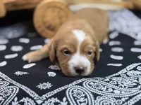 Dark cream - Blaze, a male Miniature Dachshund for sale in Nashville, AR – 3 of 6