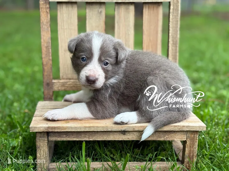 Smooth Lilac G – Border Collie puppy for sale in Nashville, AR
