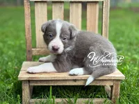 Smooth Lilac G, a female Border Collie for sale in Nashville, AR – 1 of 3