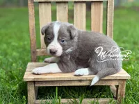 Smooth Lilac G, a female Border Collie for sale in Nashville, AR – 2 of 3
