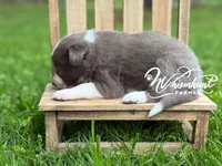 Smooth Lilac G, a female Border Collie for sale in Nashville, AR – 3 of 3