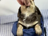 Choc girl AKC, a female Miniature Dachshund for sale in Nashville, AR – 4 of 8