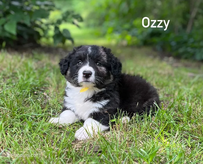 OZZY- Fluffy – Cardigan Welsh Corgi puppy for sale in Nashville, AR