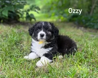 OZZY- Fluffy, a male Cardigan Welsh Corgi for sale in Nashville, AR – 1 of 9