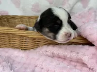 Betsy , a female Cardigan Welsh Corgi and Pembroke Welsh Corgi for sale in Nashville, AR – 2 of 2