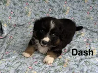 Dash- fluffy, a male Cardigan Welsh Corgi for sale in Nashville, AR – 2 of 2