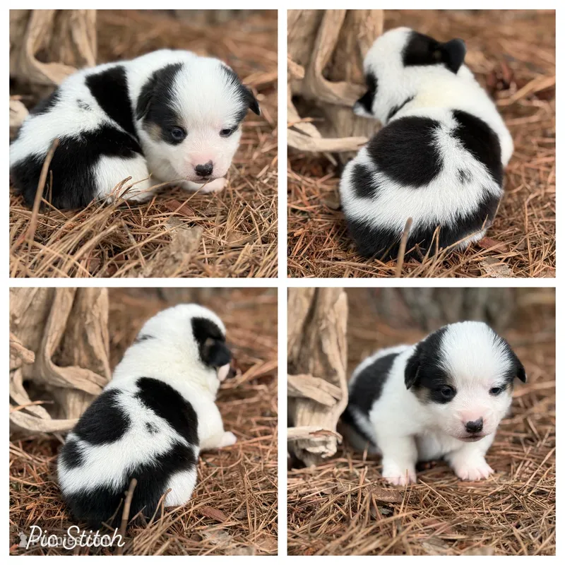 Black Mismark – Pembroke Welsh Corgi puppy on hold in Nashville, AR
