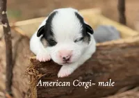 Black Mismark, a male Pembroke Welsh Corgi for sale in Nashville, AR – Photo 2 of 2