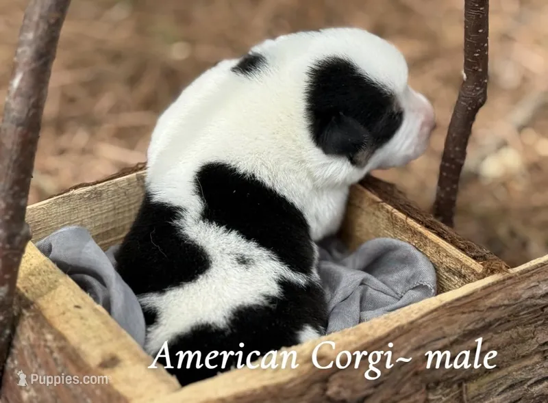 Black Mismark – Pembroke Welsh Corgi puppy for sale in Nashville, AR