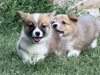 Fluff carrier, a male Pembroke Welsh Corgi for sale in Nashville, AR – 9 of 9