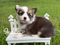 Fluffy Sable girl, a female Pembroke Welsh Corgi for sale in Nashville, AR – 3 of 3