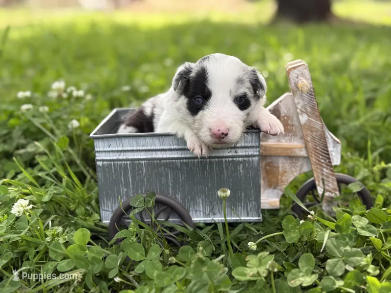 Blue Merle – Border Collie puppy for sale in Nashville, AR
