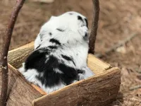 Blue Merle, a male Border Collie for sale in Nashville, AR – Photo 2 of 2