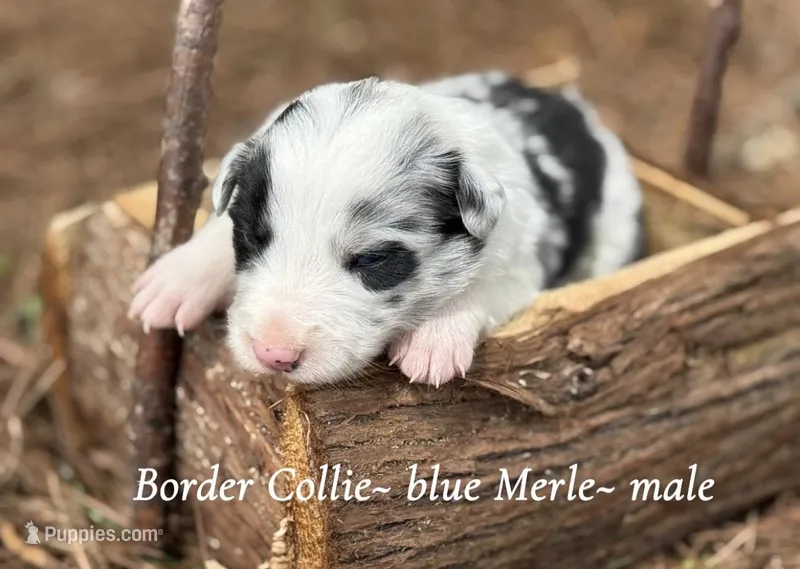 Blue Merle – Border Collie puppy for sale in Nashville, AR