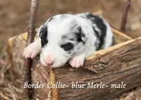 Blue Merle, a male Border Collie for sale in Nashville, AR – Photo 1 of 2