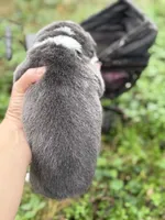 Bluie, a female Pembroke Welsh Corgi for sale in Nashville, AR – Photo 5 of 5